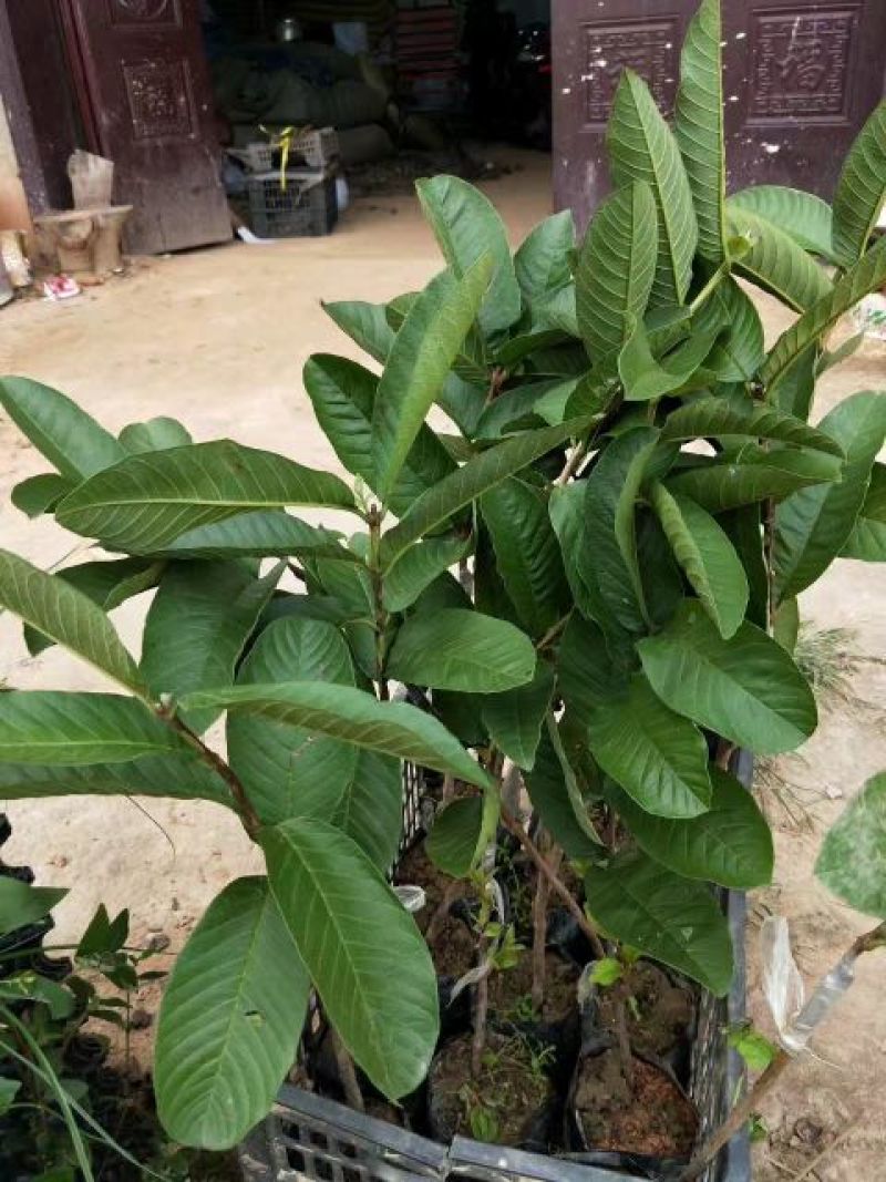 西瓜番石榴苗50~80cm