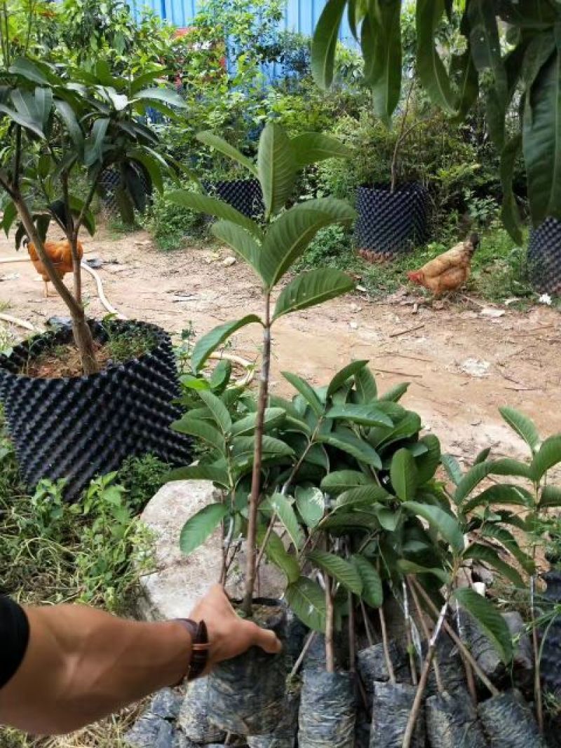 西瓜番石榴苗50~80cm