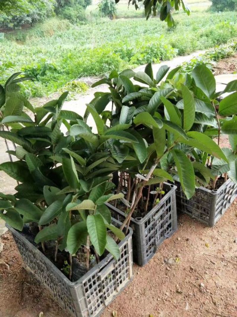 西瓜番石榴苗50~80cm