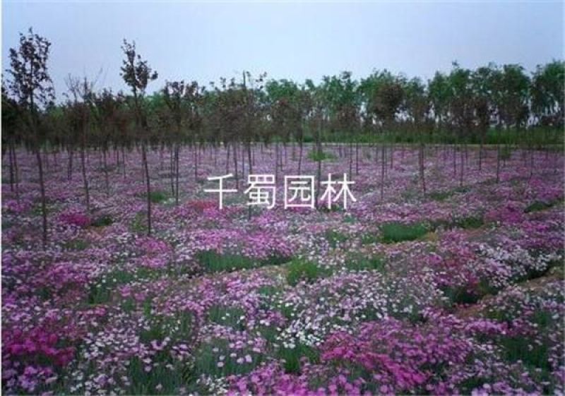 五彩石竹种子