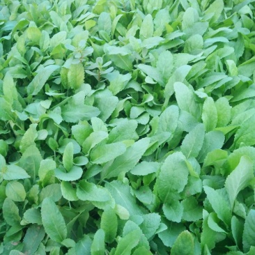 鼠尾草种苗