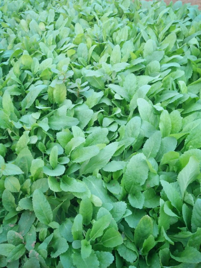 鼠尾草种苗