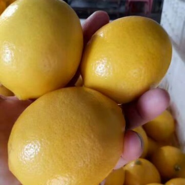 青柠檬2~2.6两