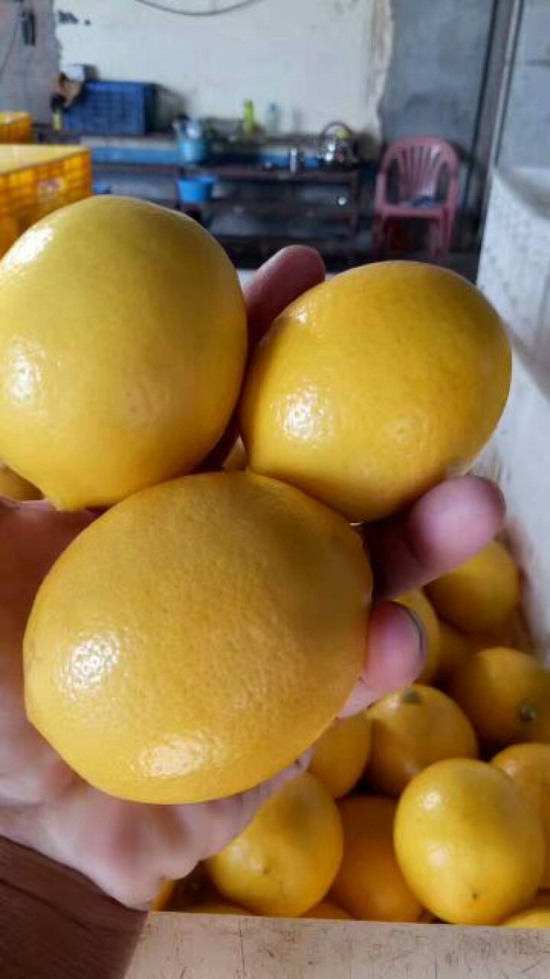 青柠檬2~2.6两
