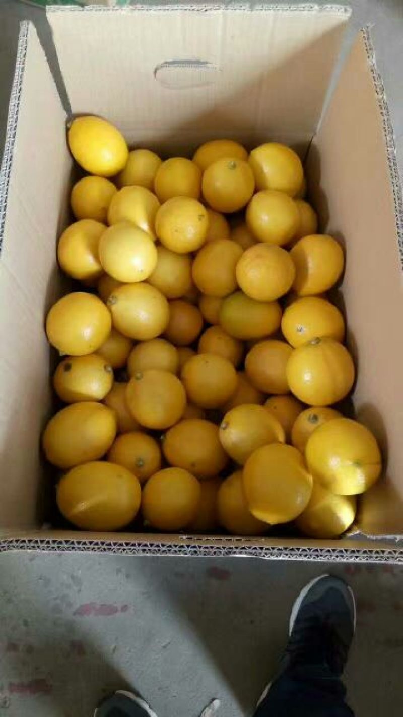 青柠檬2~2.6两
