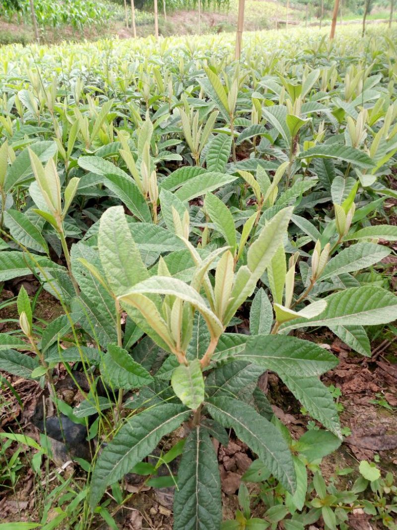 枇杷树苗30~50cm