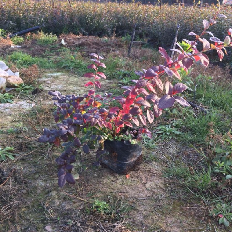 蓝莓苗1~2年30~50cm