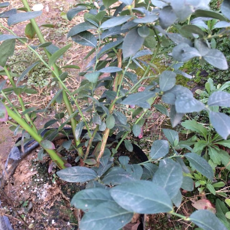 蓝莓苗1~2年30~50cm