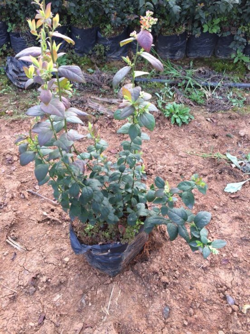 蓝莓苗1~2年30~50cm