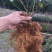 蓝莓苗1~2年30~50cm