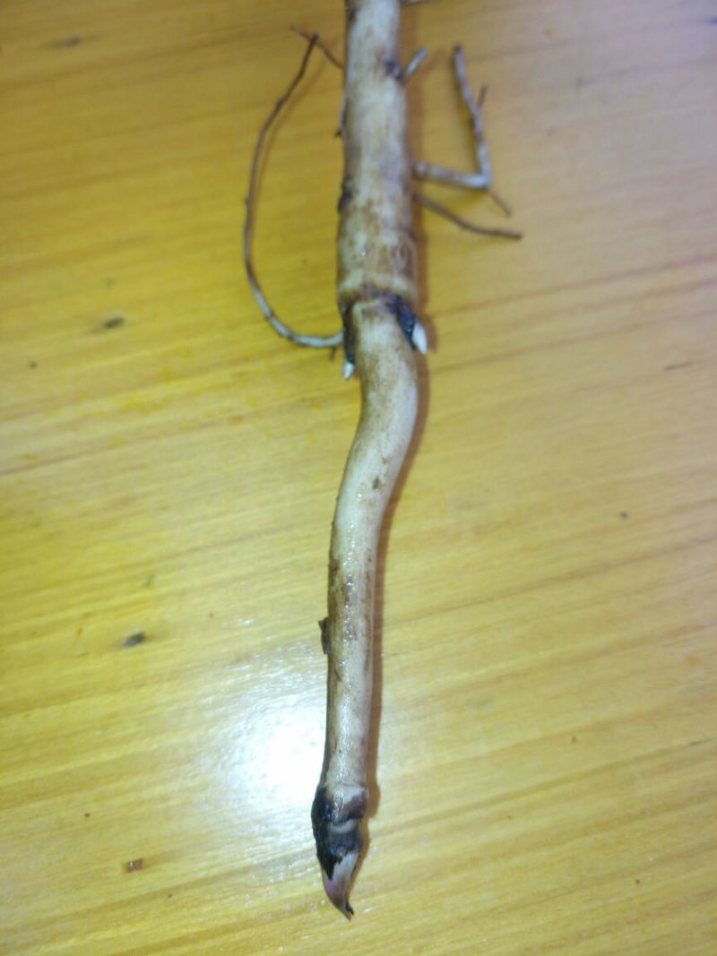 油牡丹苗10cm以下
