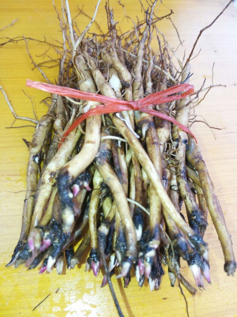 油牡丹苗10cm以下