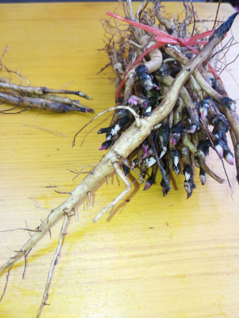 油牡丹苗10cm以下