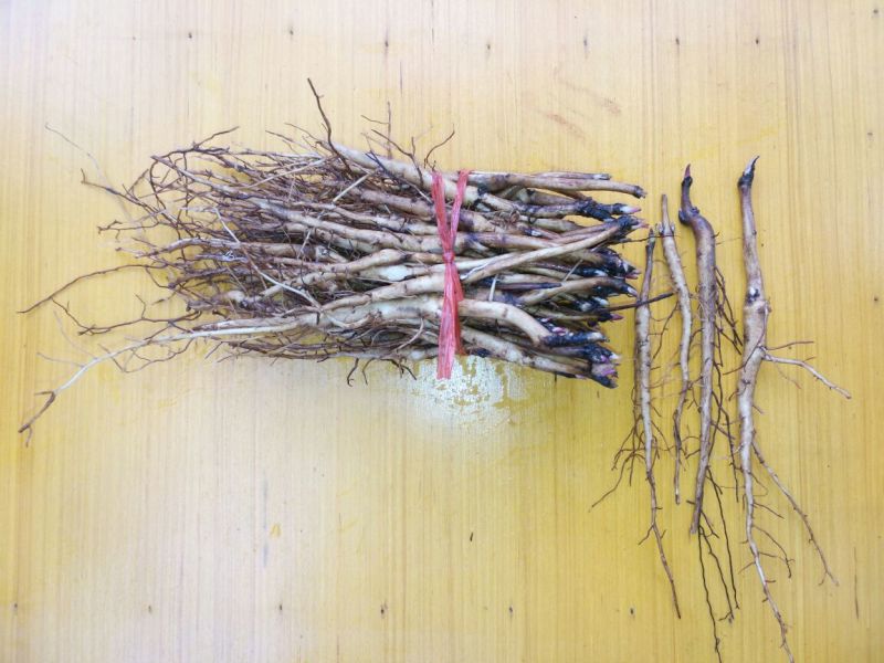 油牡丹苗10cm以下