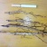 油牡丹苗10cm以下