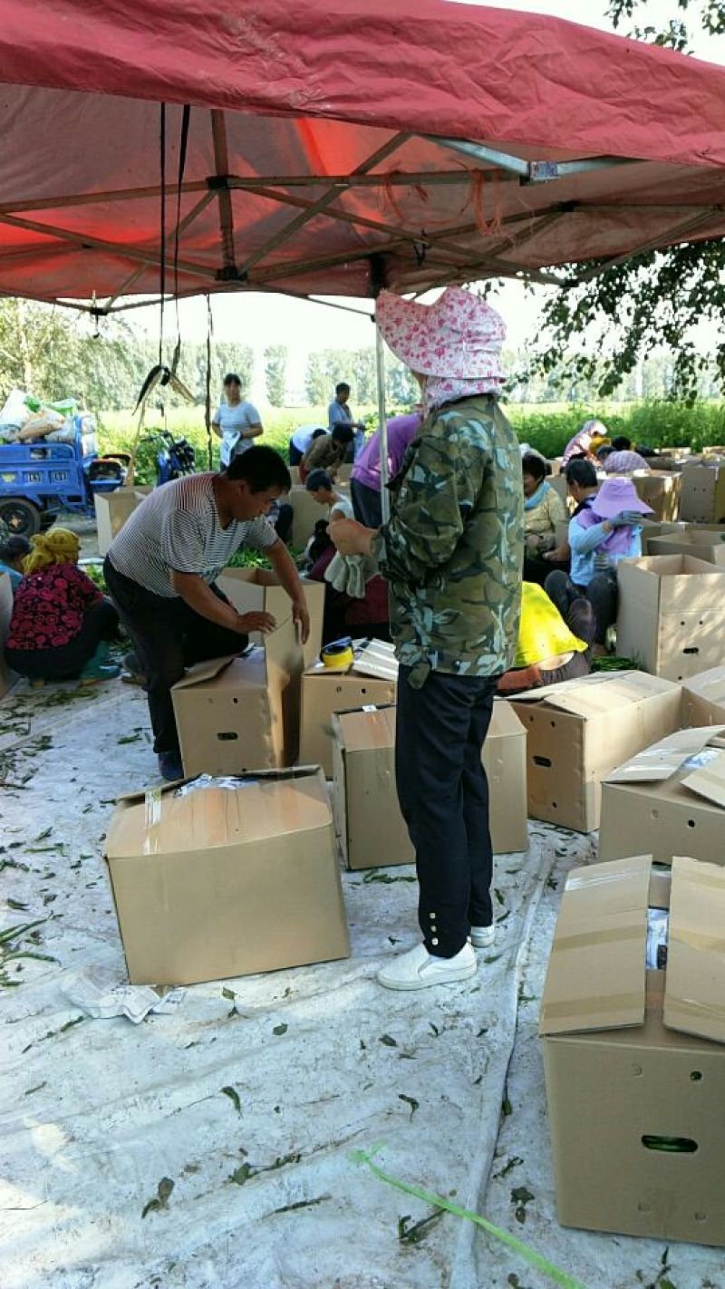 忻州鲜辣椒15~20厘米青中辣，基地货，大量上市，