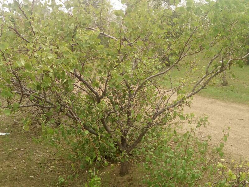 杏树8~10cm8~10cm3~3.5米