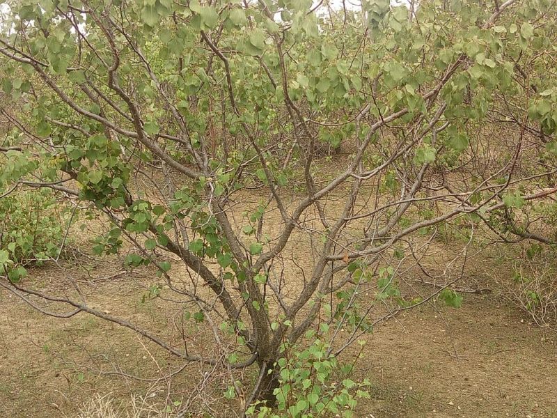 杏树8~10cm8~10cm3~3.5米