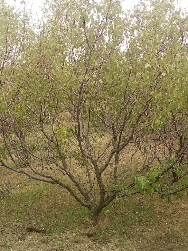杏树8~10cm8~10cm3~3.5米