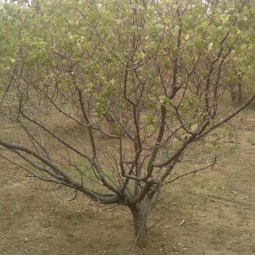 杏树8~10cm8~10cm3~3.5米