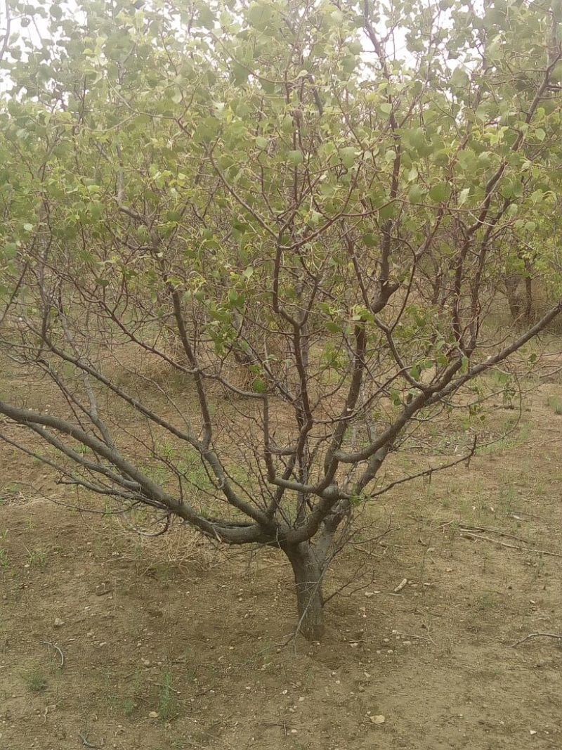 杏树8~10cm8~10cm3~3.5米