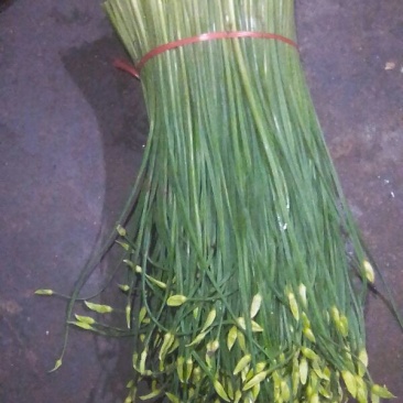 韮苔20~30cm