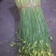 韮苔20~30cm