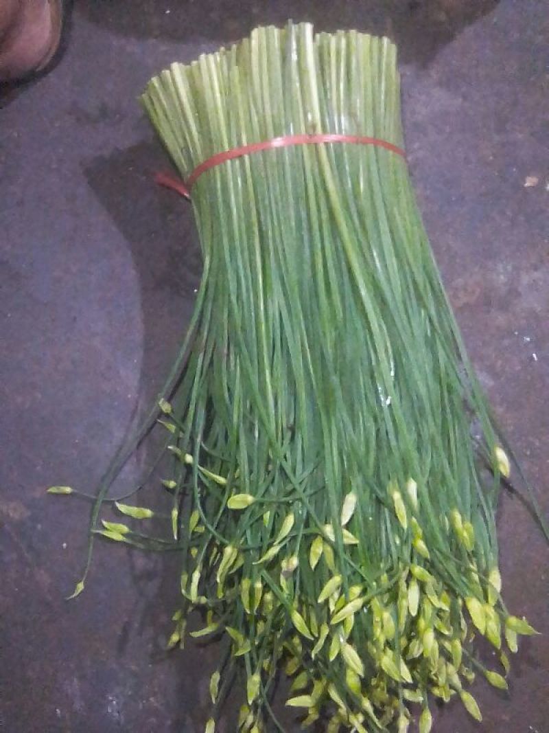 韮苔20~30cm