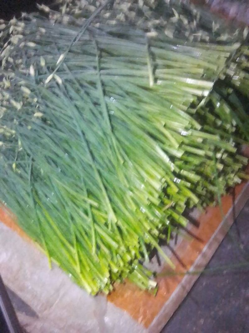 韮苔20~30cm