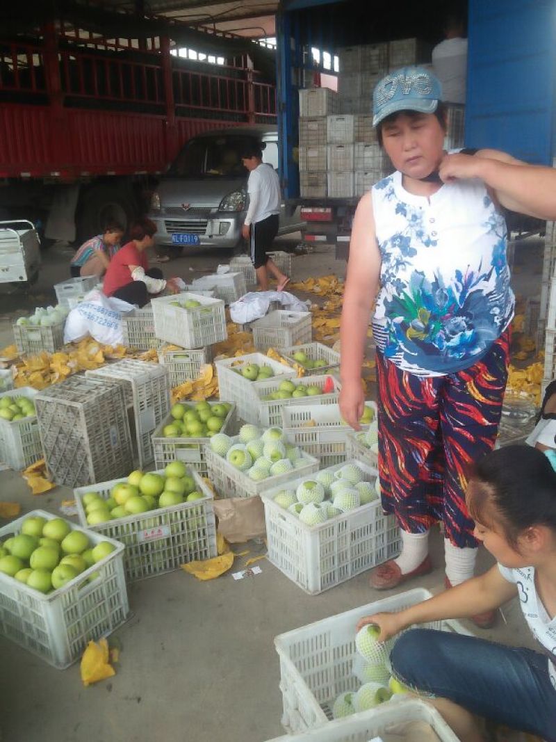 皇冠梨大量上市，欢迎全国各地的客户前来采购。