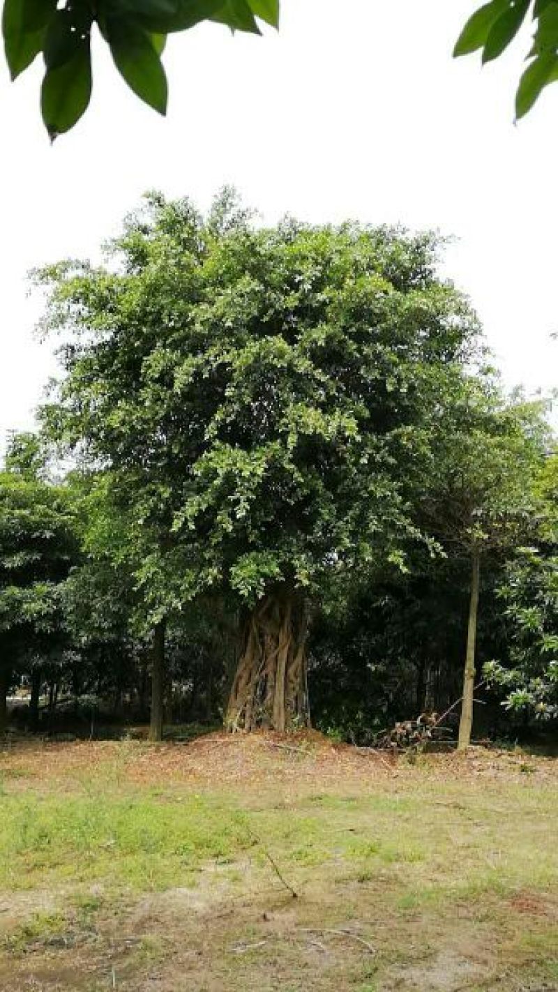 细叶榕5~8m