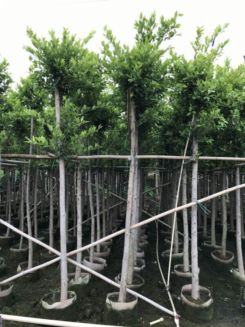 细叶榕5~8m