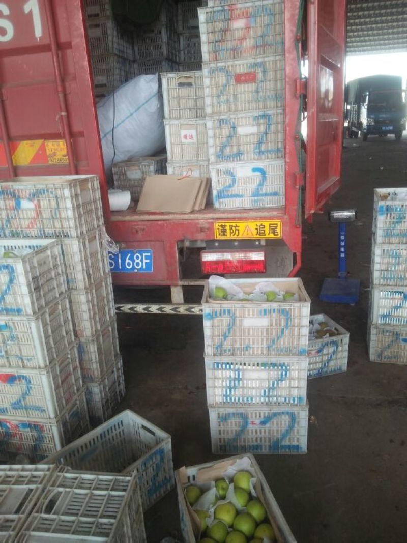皇冠梨大量上市，欢迎全国各地的客户前来选购。