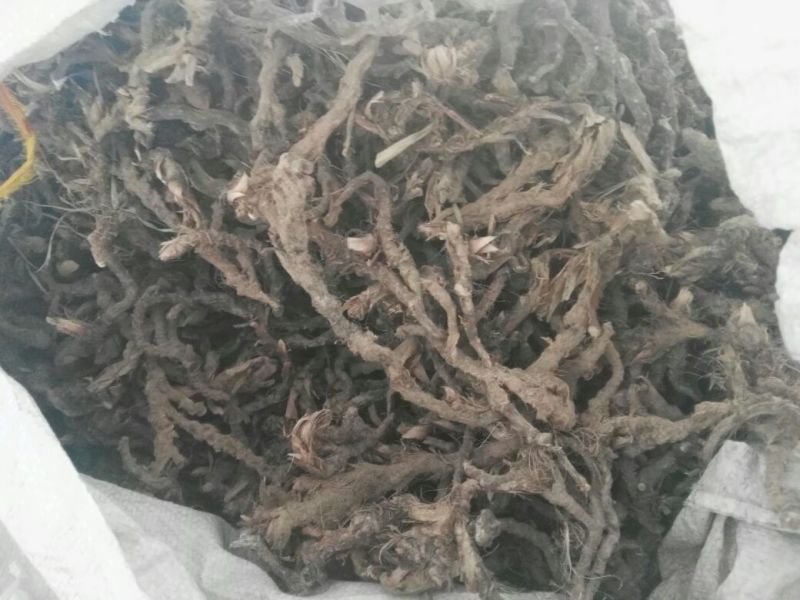 石菖蒲/菖蒲/石葱，干货，常年供应，批发优惠