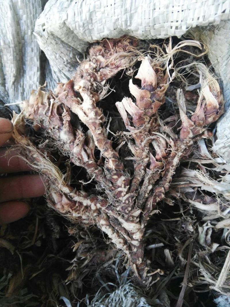 石菖蒲/菖蒲/石葱，干货，常年供应，批发优惠