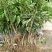 无核荔枝苗50~80cm