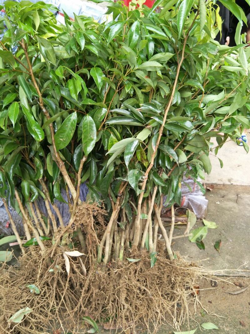 无核荔枝苗50~80cm