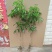 无核荔枝苗50~80cm