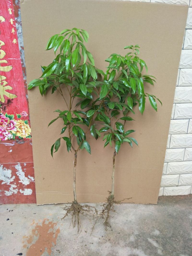 无核荔枝苗50~80cm