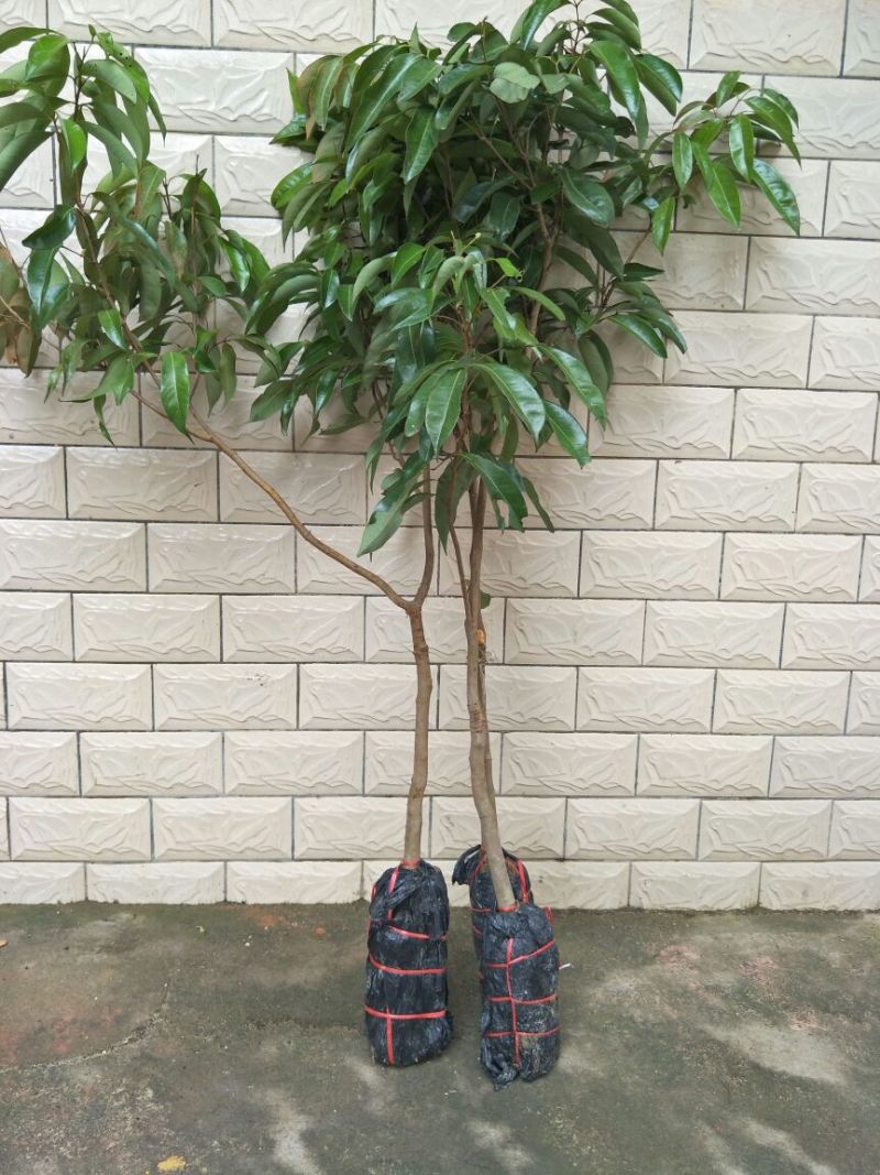 无核荔枝苗50~80cm