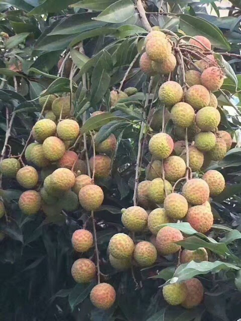 无核荔枝苗50~80cm