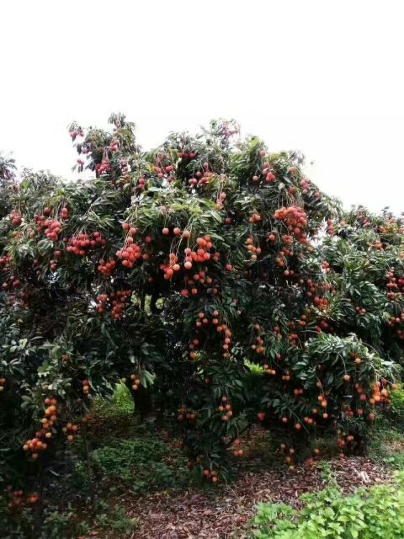 无核荔枝苗50~80cm
