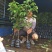 无核荔枝苗50~80cm