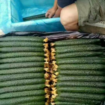 密刺黄瓜22~25公分干花带刺山东聊城干花蜜刺青瓜