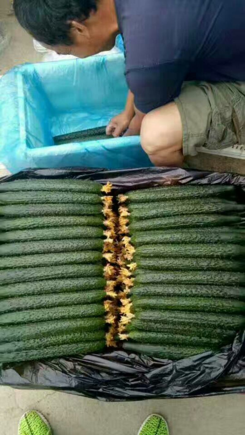 密刺黄瓜22~25公分干花带刺山东聊城干花蜜刺青瓜