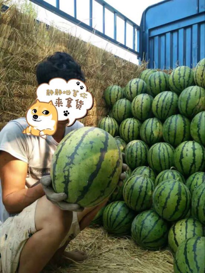 金城5号西瓜10斤打底9成熟1茬