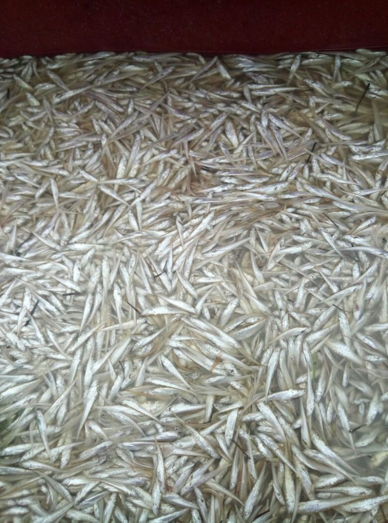 长期供餐鲦鱼，麦穗鱼，小黄鱼，毛刀鱼，鳑鲏鱼，棍子鱼等等