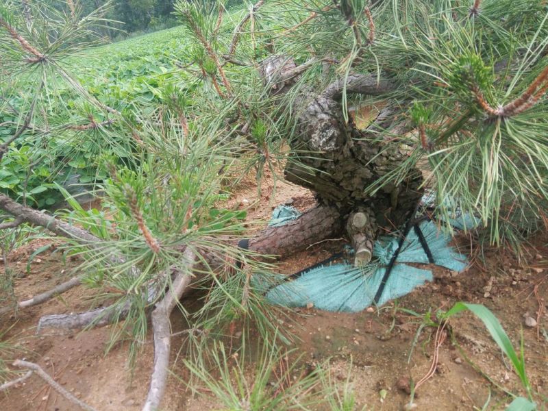 造型松14公分