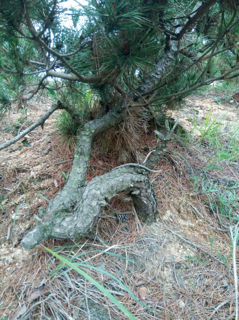 造型松14公分