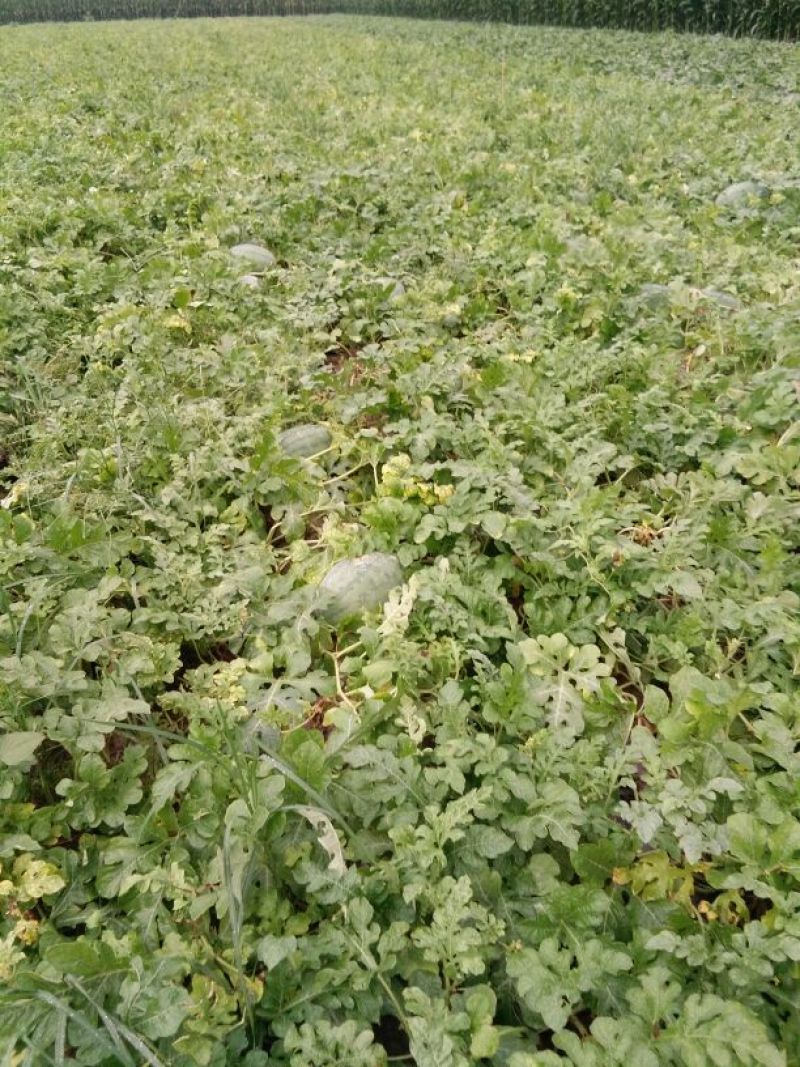 龙卷风西瓜8斤打底9成熟1茬代收，代发全国各地